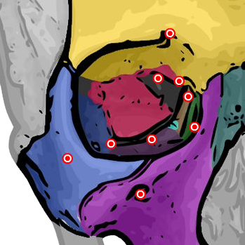 Orbital bones anatomy diagram โ click any area to identify